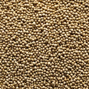 Coriander Seeds premium natural product - B&T Naturals UAE