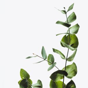 BTNaturals Product 2641